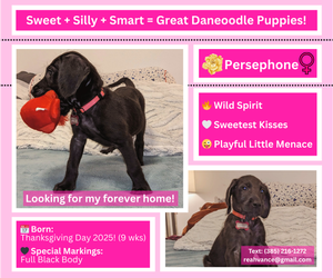 Medium Great Dane-Poodle (Standard) Mix