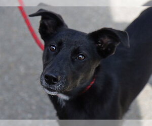 German Shepherd Dog Dogs for adoption in Ojai, CA, USA