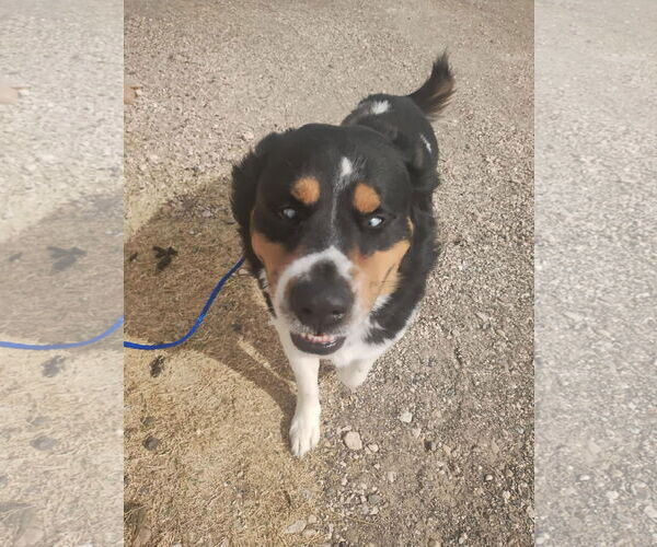 Medium Photo #4 Australian Shepherd-Unknown Mix Puppy For Sale in Grafton, WI, USA