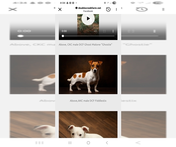 Medium Photo #1 Russell Terrier Puppy For Sale in MARSHVILLE, NC, USA