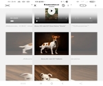Small Photo #1 Russell Terrier Puppy For Sale in MARSHVILLE, NC, USA