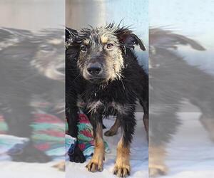 German Shepherd Dog-Unknown Mix Dogs for adoption in San Antonio, TX, USA