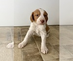 Puppy Puppy 6 Brittany
