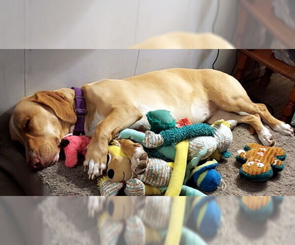 Medium Photo #5 Basset Hound-Labrador Retriever Mix Puppy For Sale in Deepwater, NJ, USA