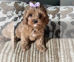 Image preview for Ad Listing. Nickname: cavapoo
