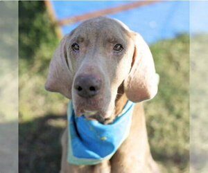 Great Dane-Labrador Retriever Mix Dogs for adoption in Bullard, TX, USA