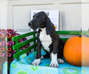 Great Dane Puppy for sale in WAKARUSA, IN, USA