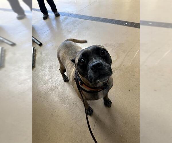 Medium Photo #1 American Pit Bull Terrier-Pug Mix Puppy For Sale in Chula Vista, CA, USA