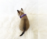 Small #2 Chihuahua