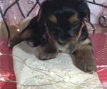 Small Photo #3 Yorkshire Terrier Puppy For Sale in SAN ANTONIO, TX, USA