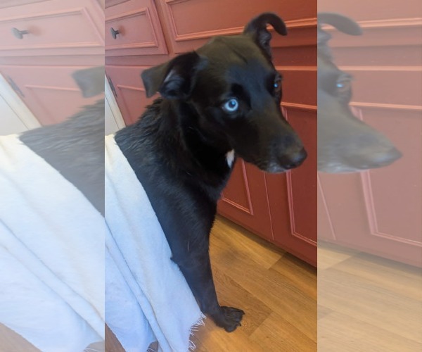 Medium Photo #2 Aussiedor Puppy For Sale in Mechanicsburg, PA, USA