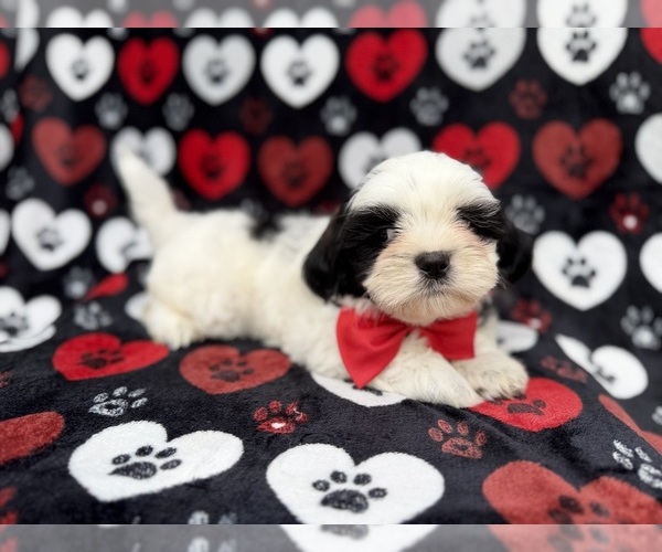 Medium Photo #1 Zuchon Puppy For Sale in LAKELAND, FL, USA