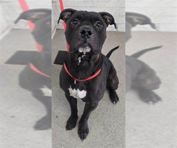 Medium Photo #1 Mutt Puppy For Sale in San Bernardino, CA, USA