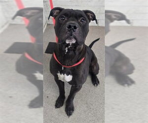 Mutt Dogs for adoption in San Bernardino, CA, USA