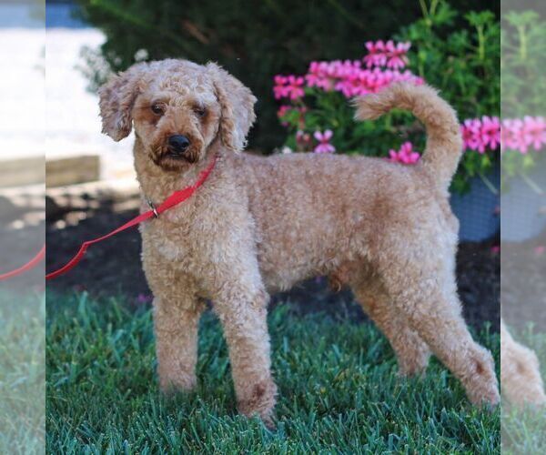 Medium Photo #1 Poodle (Toy) Puppy For Sale in PARADISE, PA, USA