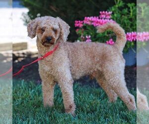 Father of the Poodle (Toy) puppies born on 05/07/2026