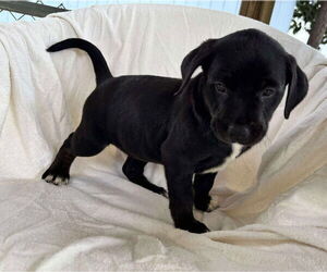 Labrador Retriever-Unknown Mix Dogs for adoption in Rustburg, VA, USA