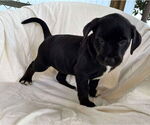 Small Labrador Retriever Mix