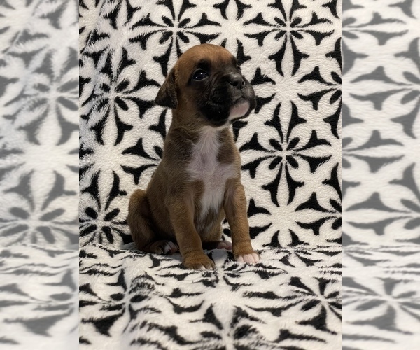 Medium Photo #1 Boxer Puppy For Sale in CHATFIELD, MN, USA