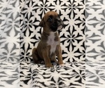 Small Photo #1 Boxer Puppy For Sale in CHATFIELD, MN, USA