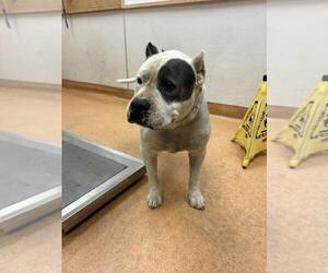 American Pit Bull Terrier Dogs for adoption in Martinez, CA, USA
