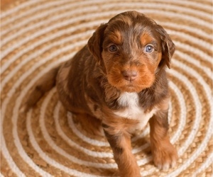 Aussiedoodle Puppy for sale in JASPER, MO, USA