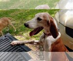 Small Photo #5 Beagle-Unknown Mix Puppy For Sale in Sanderson, FL, USA