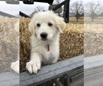 Small #2 Great Pyrenees