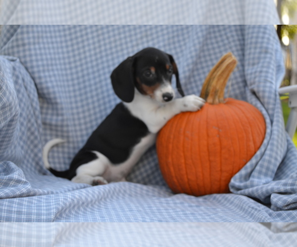 Medium Photo #4 Dachshund Puppy For Sale in GREENWOOD, WI, USA