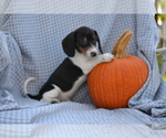 Small #3 Dachshund