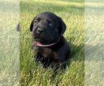Puppy Puppy 3 lucy Labrador Retriever