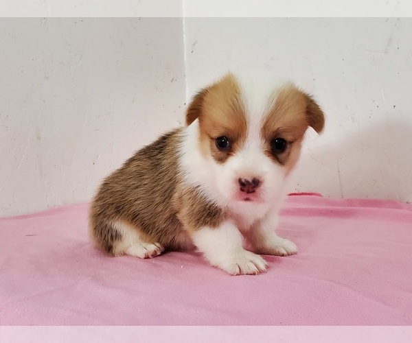 Medium Photo #4 Pembroke Welsh Corgi Puppy For Sale in CLARK, MO, USA