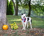 Small #1 Border Collie-Huskies  Mix