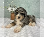Small #4 Bernedoodle (Miniature)