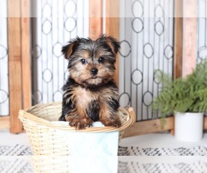 Yorkshire Terrier Puppy for sale in NAPLES, FL, USA