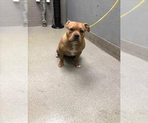 American Pit Bull Terrier-Unknown Mix Dogs for adoption in Las Vegas, NV, USA