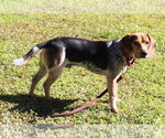 Small #4 Beagle