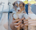 Puppy Puppy 5 Australian Shepherd