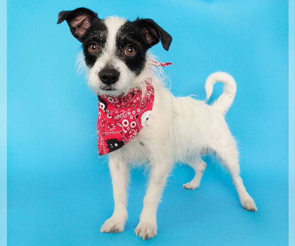 Medium Photo #9 Chihuahua-Unknown Mix Puppy For Sale in phoenix, AZ, USA