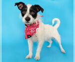 Small #8 Chihuahua Mix