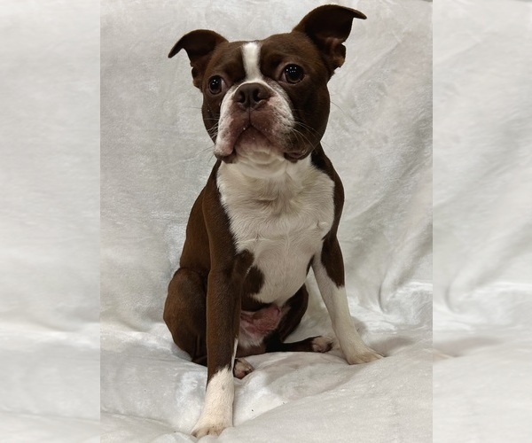 Medium Photo #1 Boston Terrier Puppy For Sale in SNOHOMISH, WA, USA
