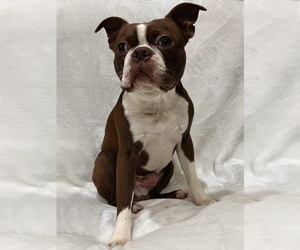 Father of the Boston Terrier puppies born on 04/03/2026