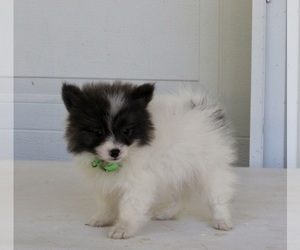 Pomeranian Puppy for sale in FREDERICKSBURG, OH, USA