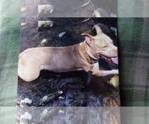 Athena ~ Courtesy Post - Female American Pit Bull Terrier Dog for Adoption - Photo #3