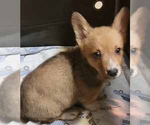 Pembroke Welsh Corgi Puppy for sale in WOOSTER, OH, USA