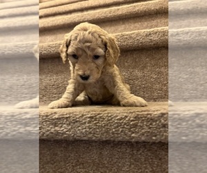 Goldendoodle Puppy for sale in HAYESVILLE, NC, USA