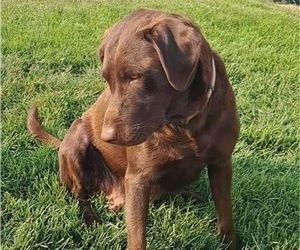 Mother of the Labrador Retriever puppies born on 06/15/2026