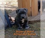Small #6 American Pit Bull Terrier