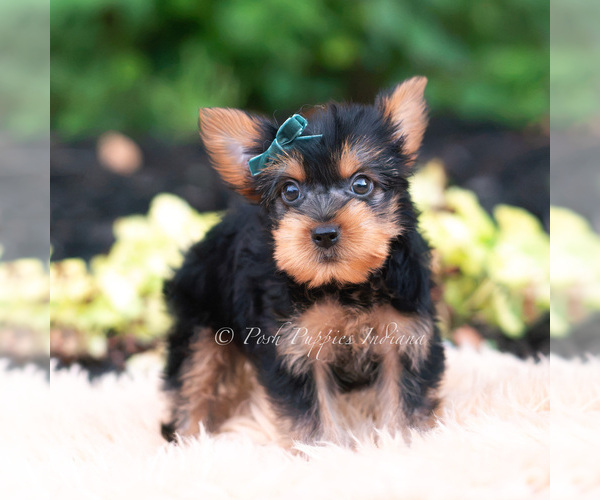 Medium Photo #4 Yorkshire Terrier Puppy For Sale in WARSAW, IN, USA