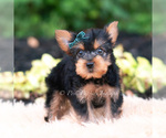 Small Photo #92 Yorkshire Terrier Puppy For Sale in WARSAW, IN, USA